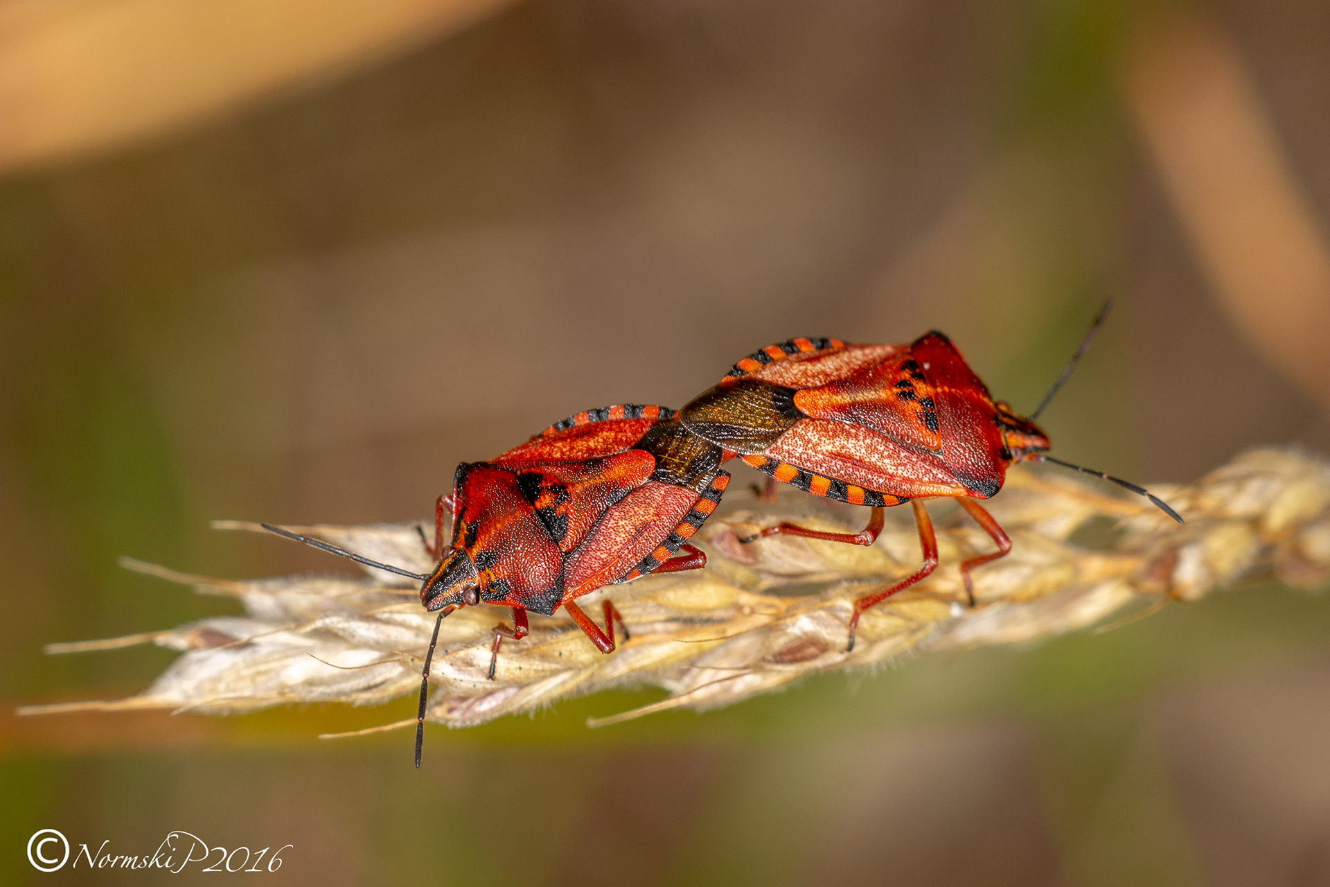 Purple Shield Bugs Carpocoris Purpureipennis
