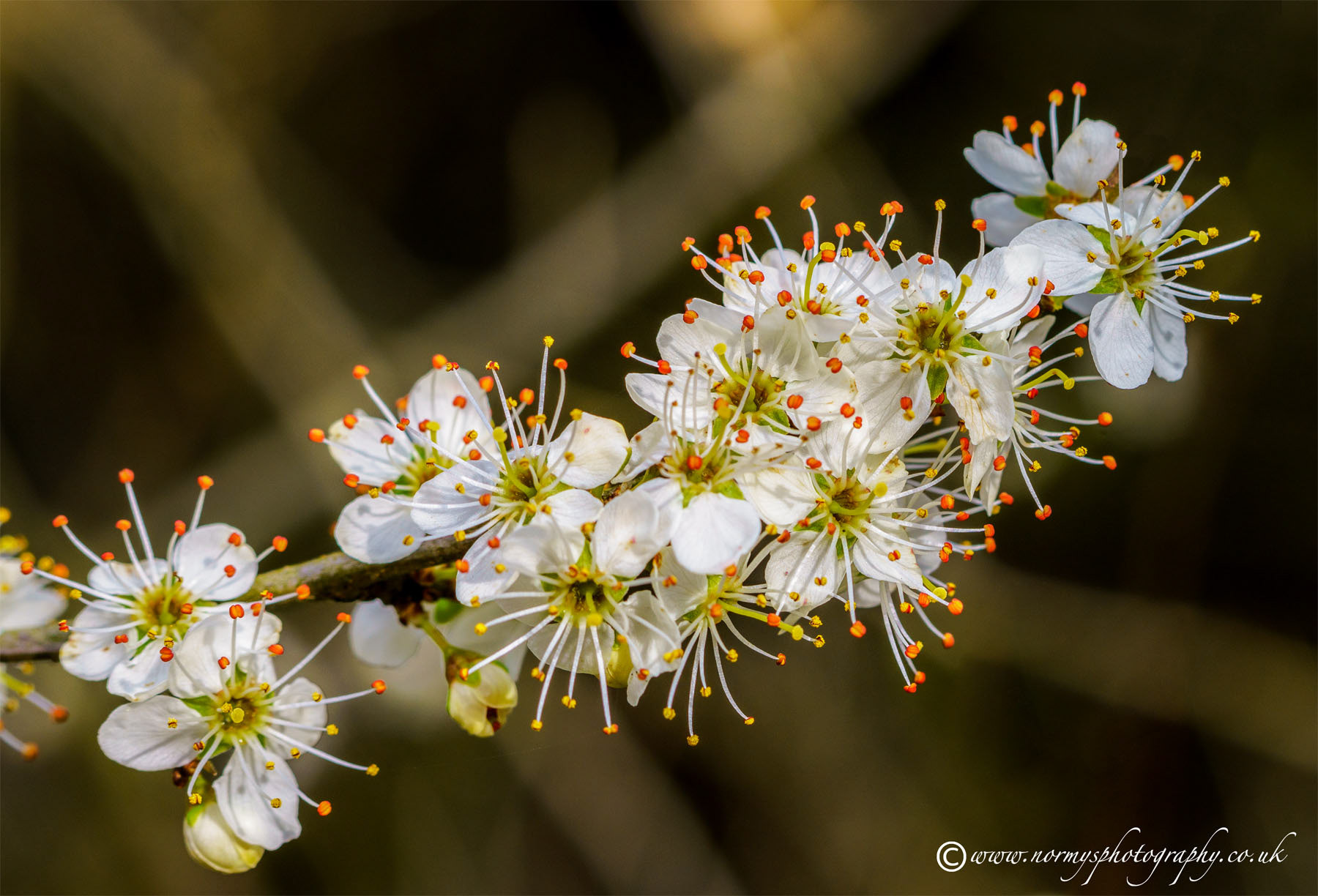 Landscape Photography Macro Turned Into Corona Playtime