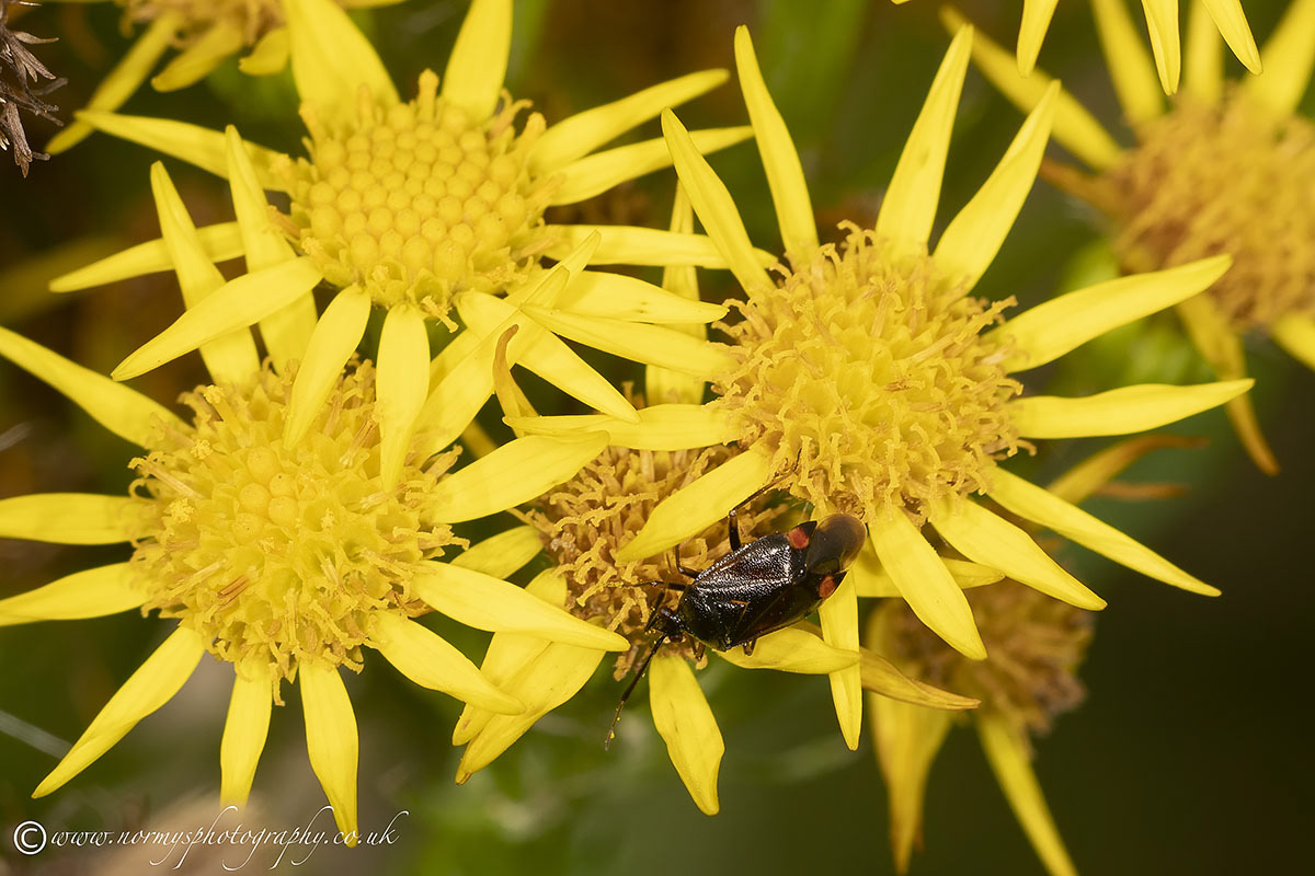Deraeocoris Ruber
