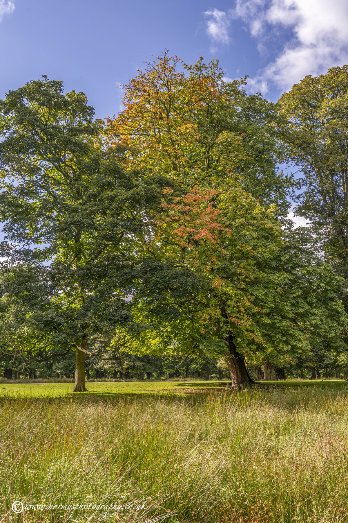 Conker tree turning to Autumn