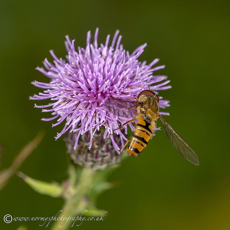 Marmalade Hover Fly