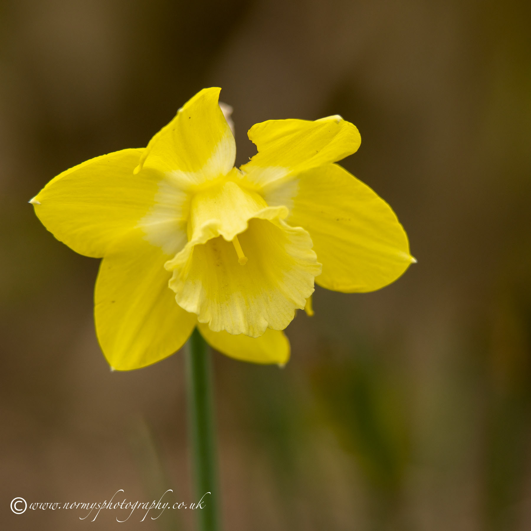 Daffodil looking into woods