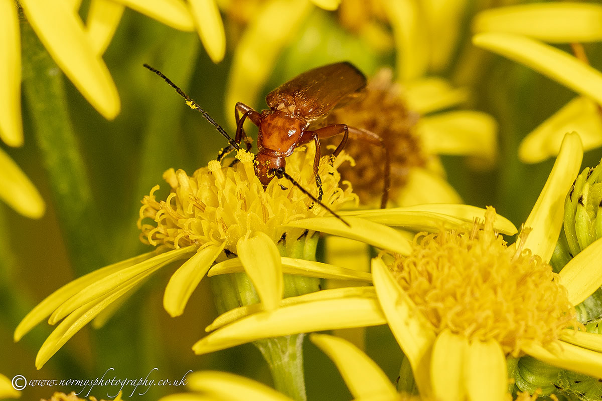 Red Soldier Beetle - Rhagonycha fulvaForest Bug