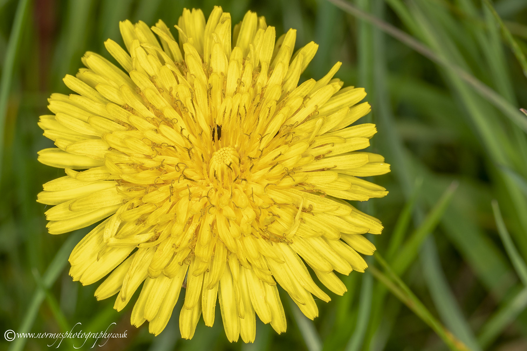 Dandelion flower