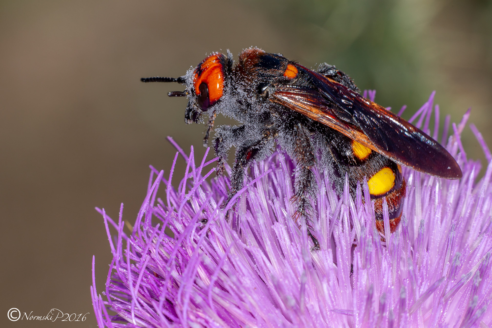 Megascolia maculata