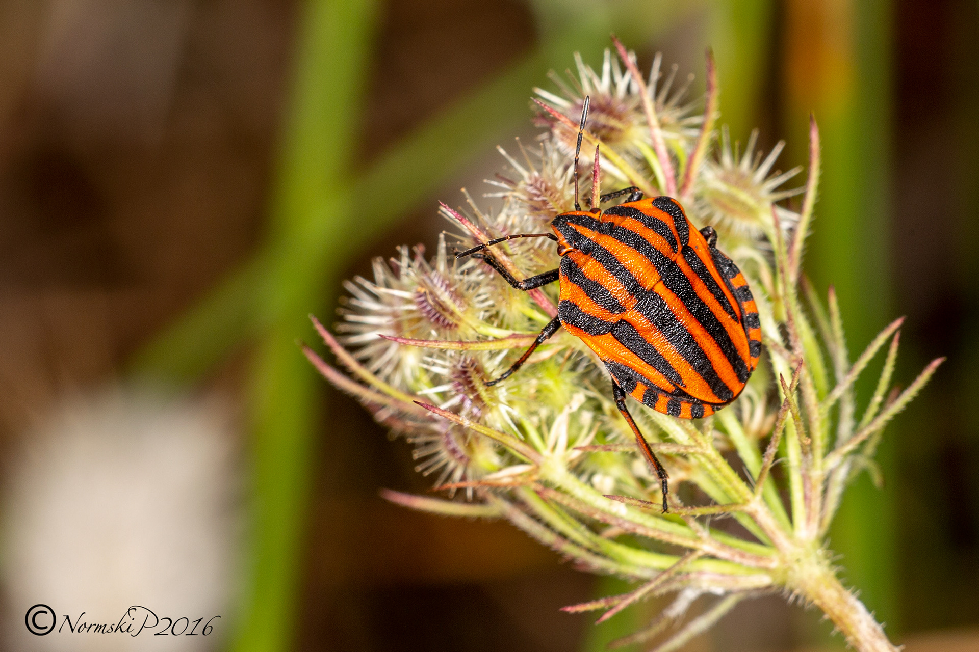 Striped Shieldbug - Graphosoma lineatum