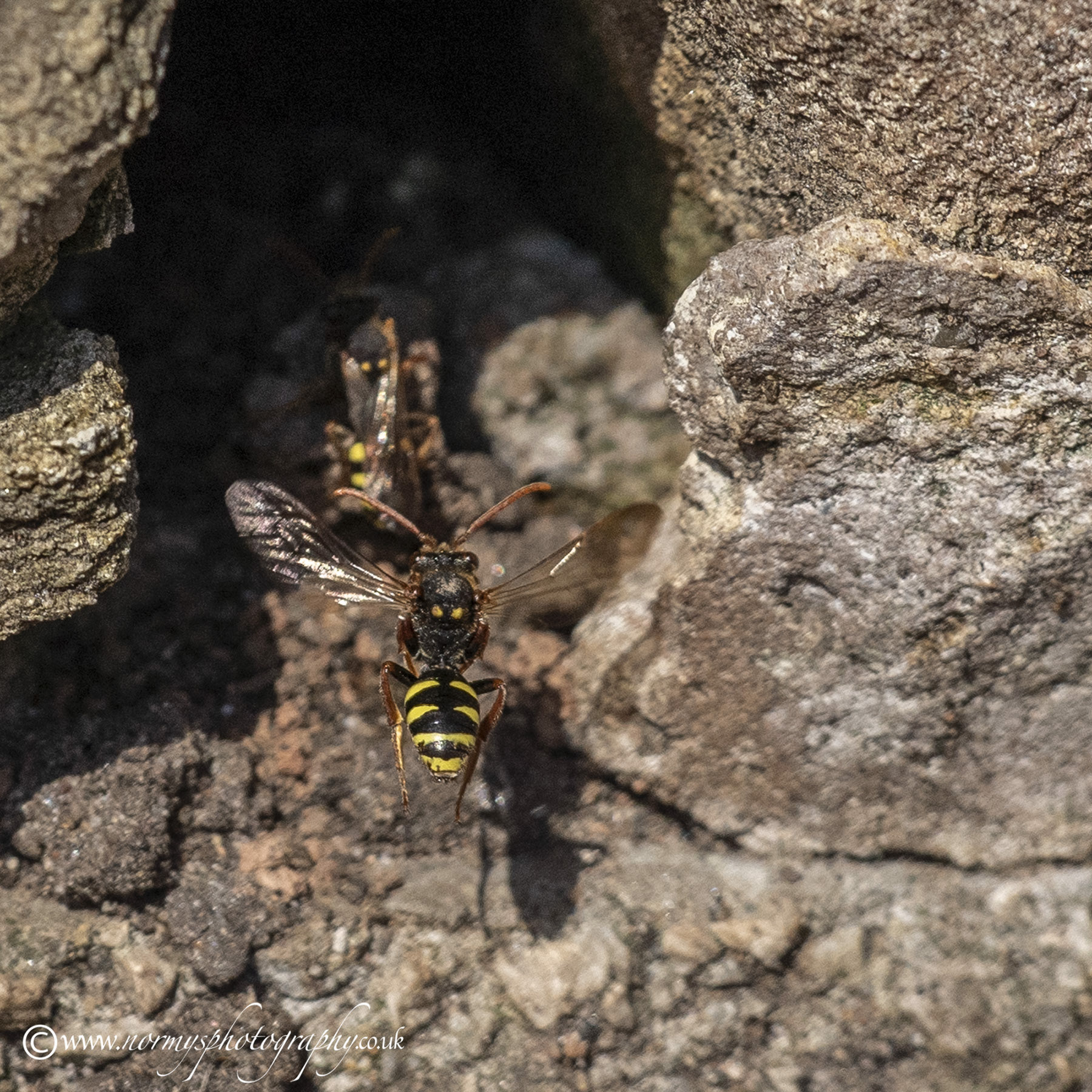 Marsham's Nomad Bee - Nomada marshamella Wasp mimic Bee.