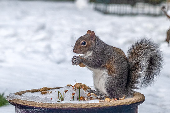 In the snow.