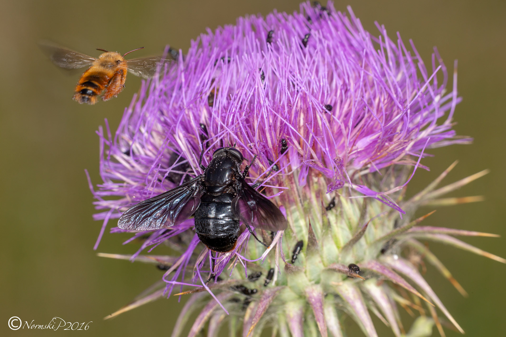 Carpenter bee - Xylocopa valga