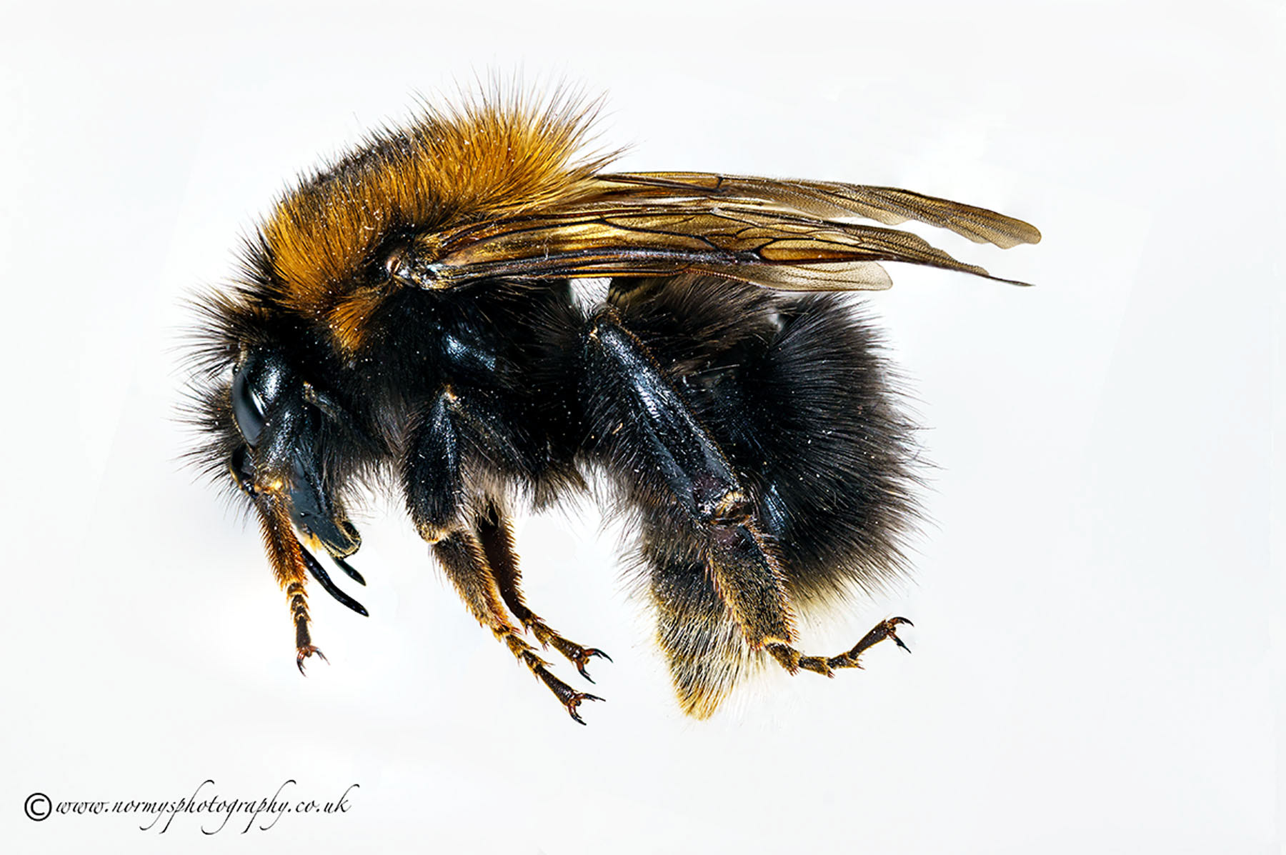 Bumble Bee