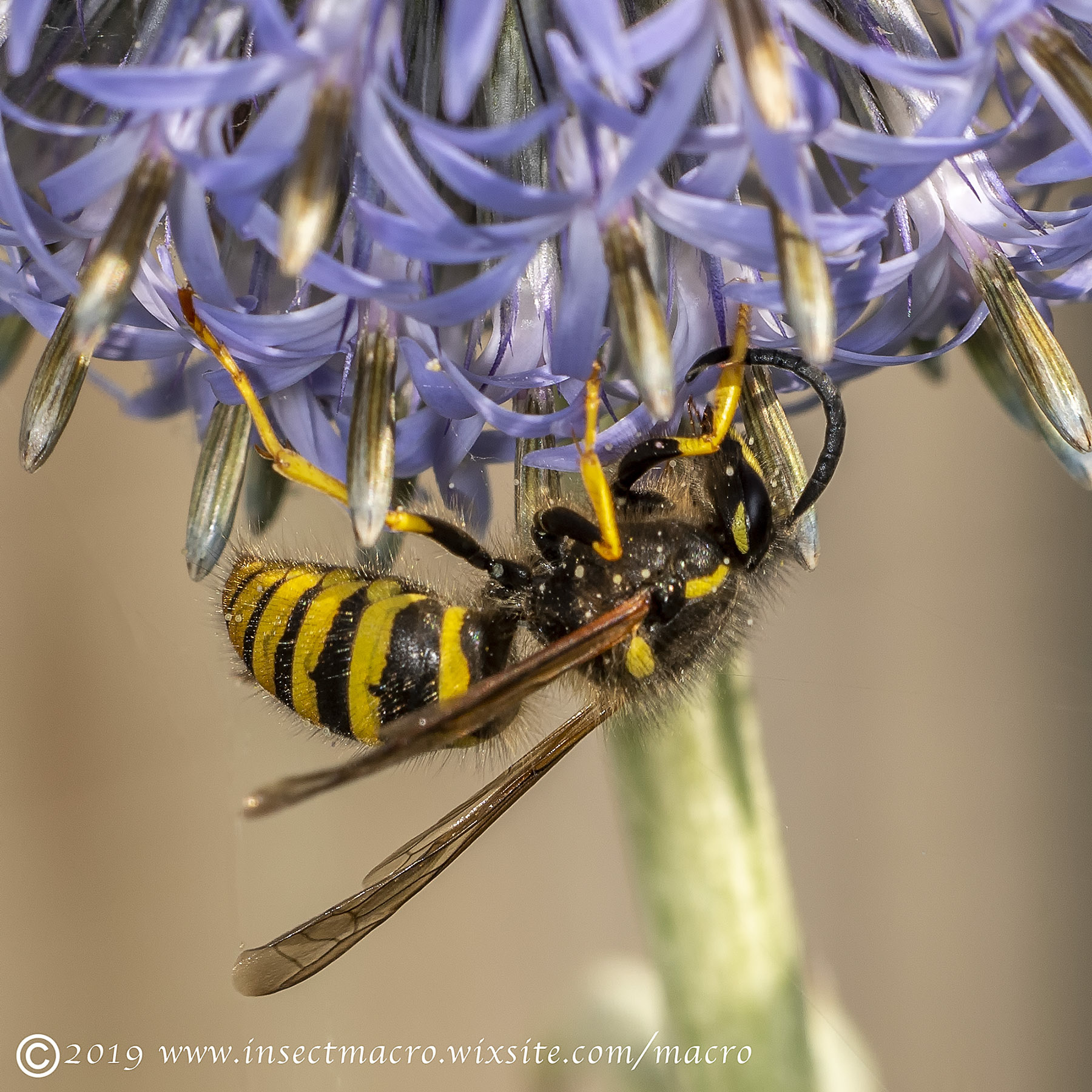 Tree Wasp - Dolichovespula sylvestris