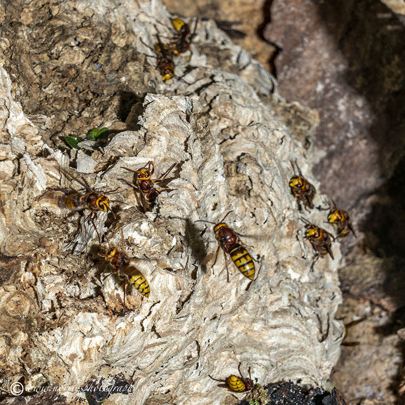 Found a hornets nest