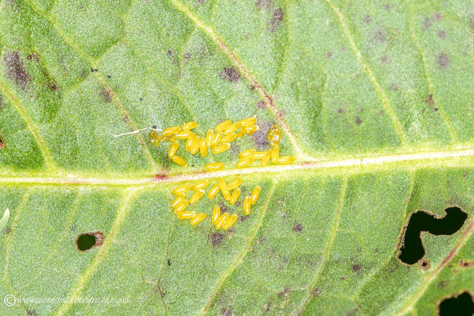 Green Dock Beetle eggs