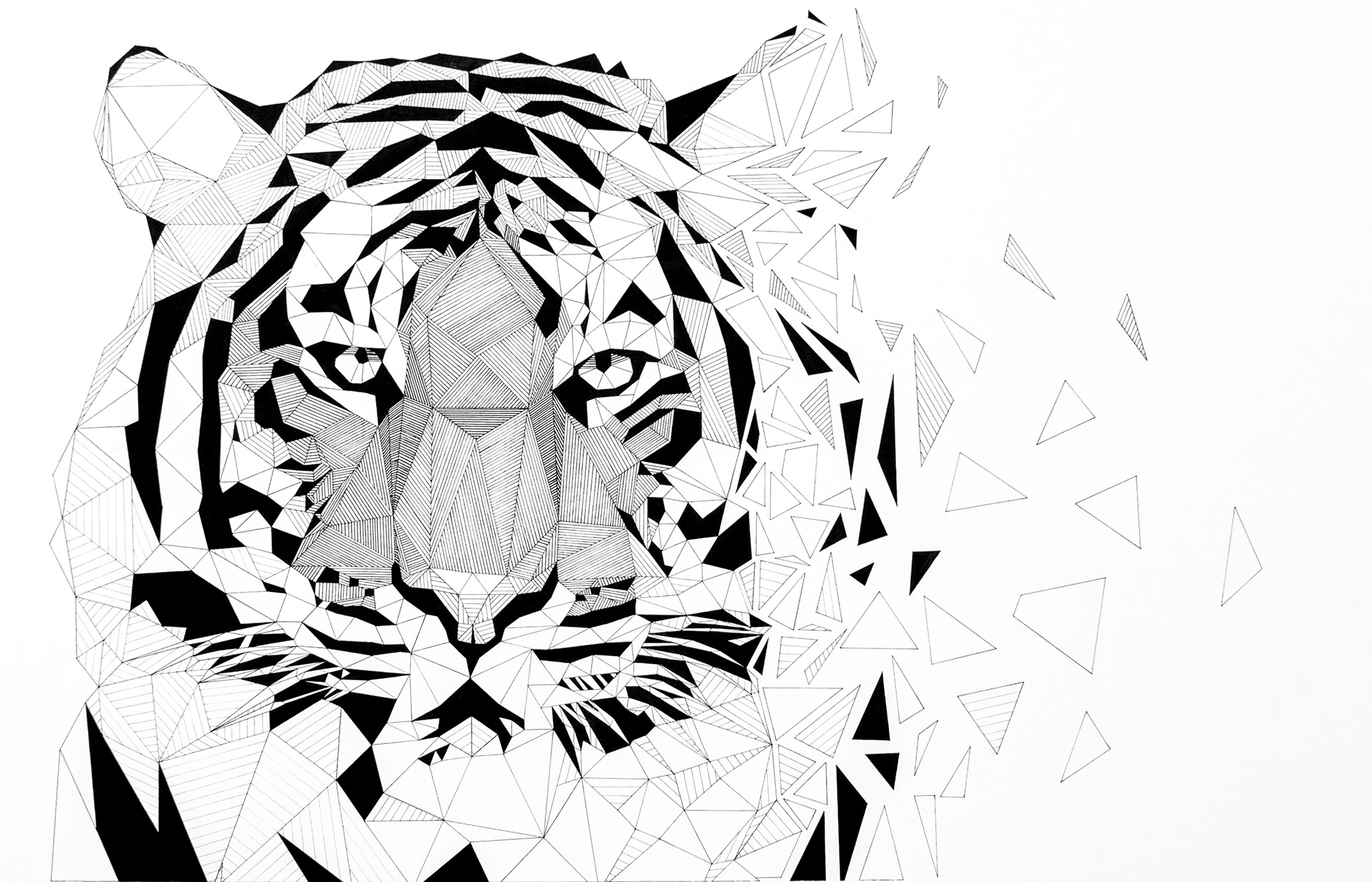 The Last Tiger, Ink/Pigment Pen