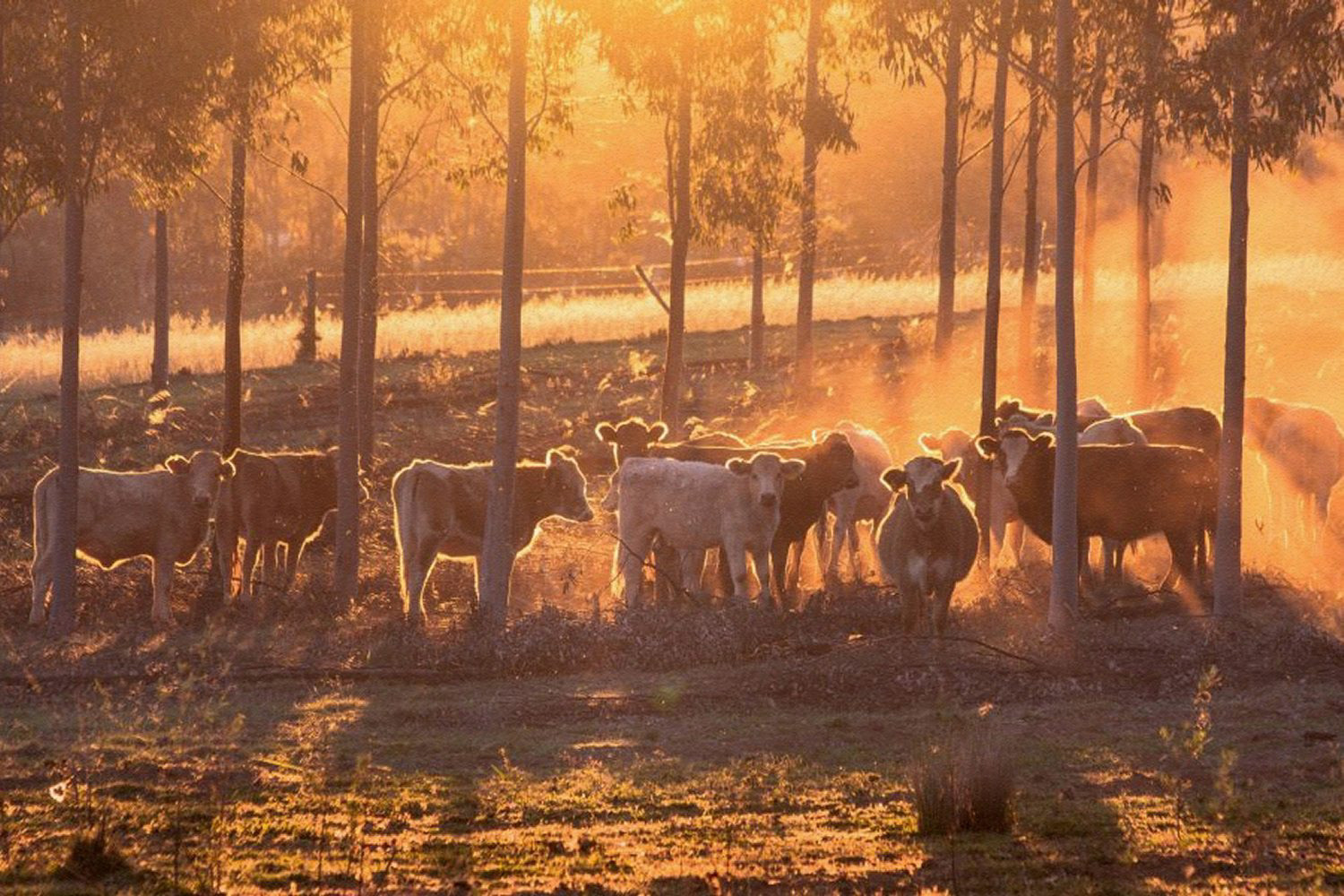 golden sunset, orange, cattle, dust, sunset, trees, mood, cows, rural, sun rays, late afternoon, Kingaroy, South Burnett