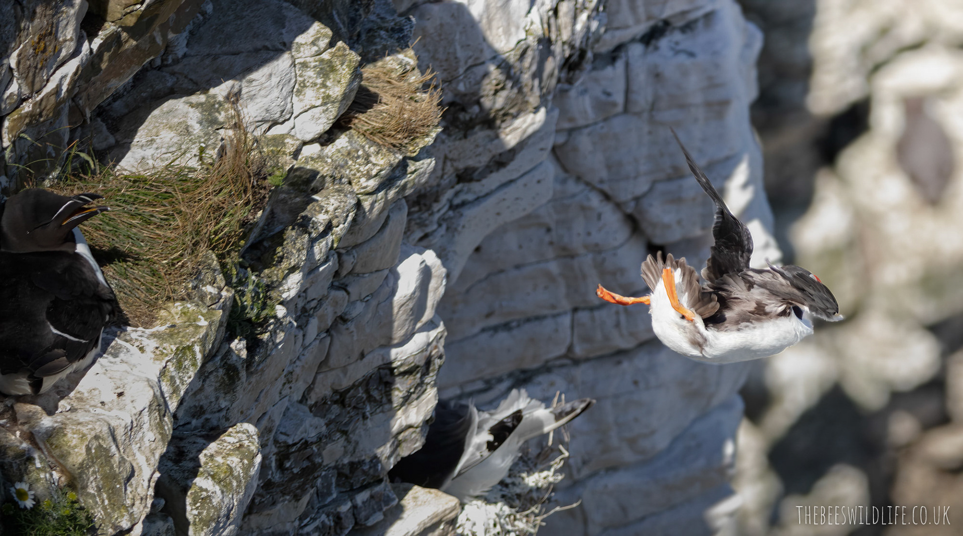 Puffins Leap of Faith
