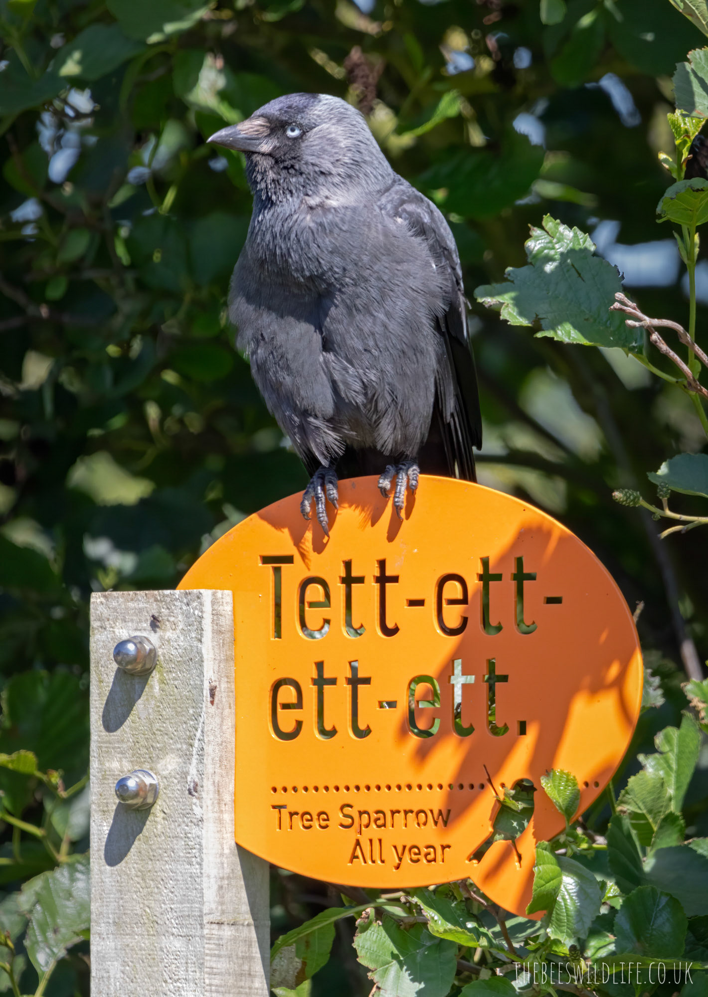 Definitely not a Sparrow