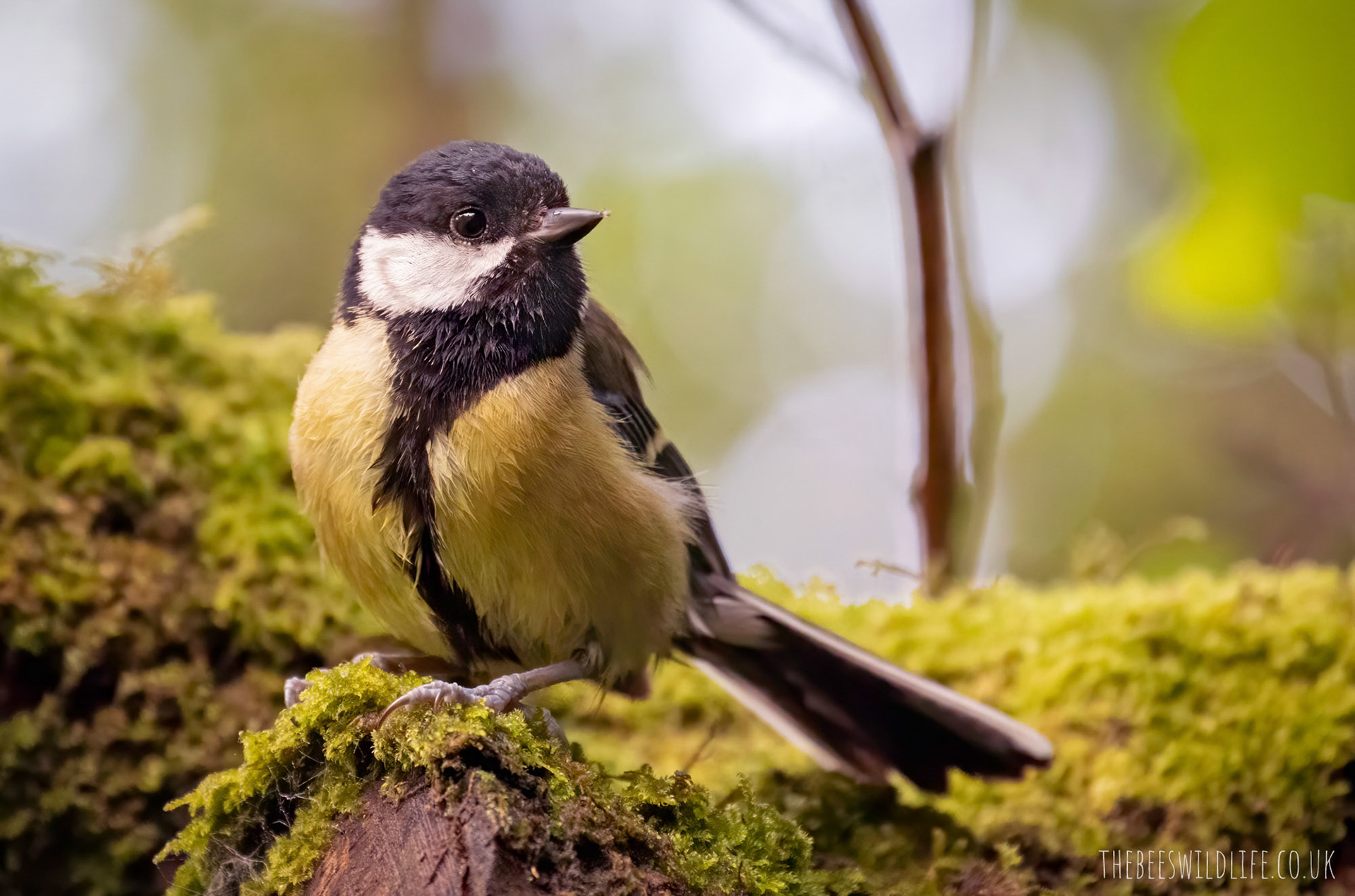 Great Tit