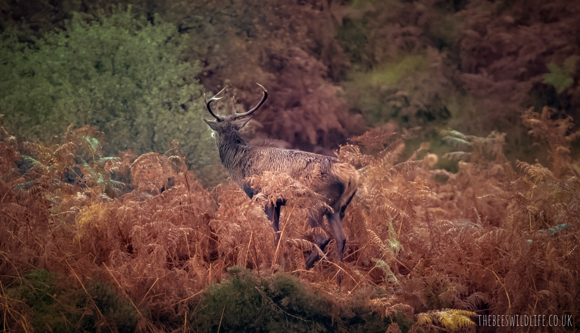 Call of the Wildlife