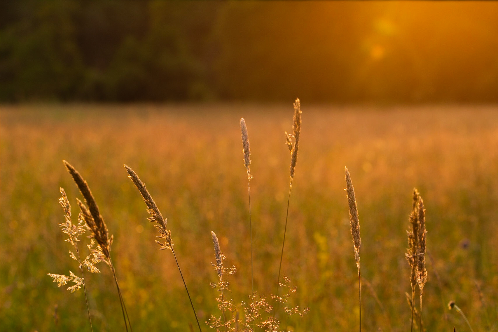 Summer Evening