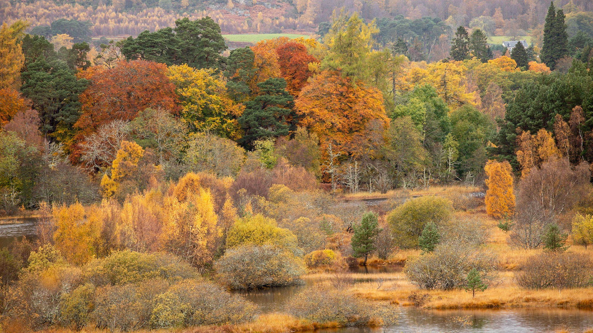 River Spey colours at Kincraig