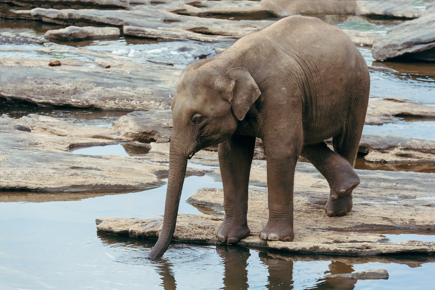 Elephant множественное. Слоненок пьет воду хоботом. Слон пьет. Слоны пьют воду хоботом. Большой слон пьет воду хоботом.