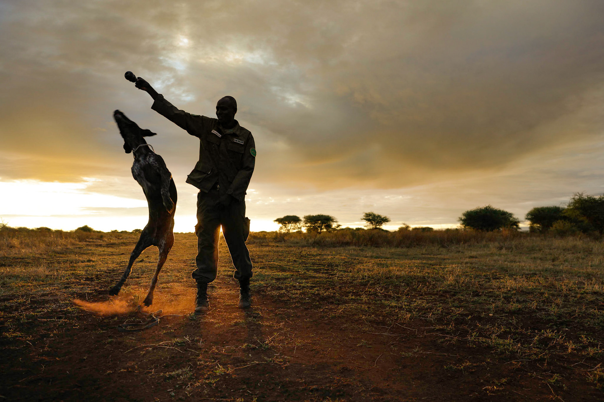 Tanzania, Manyara ranch,K9 dog's unit