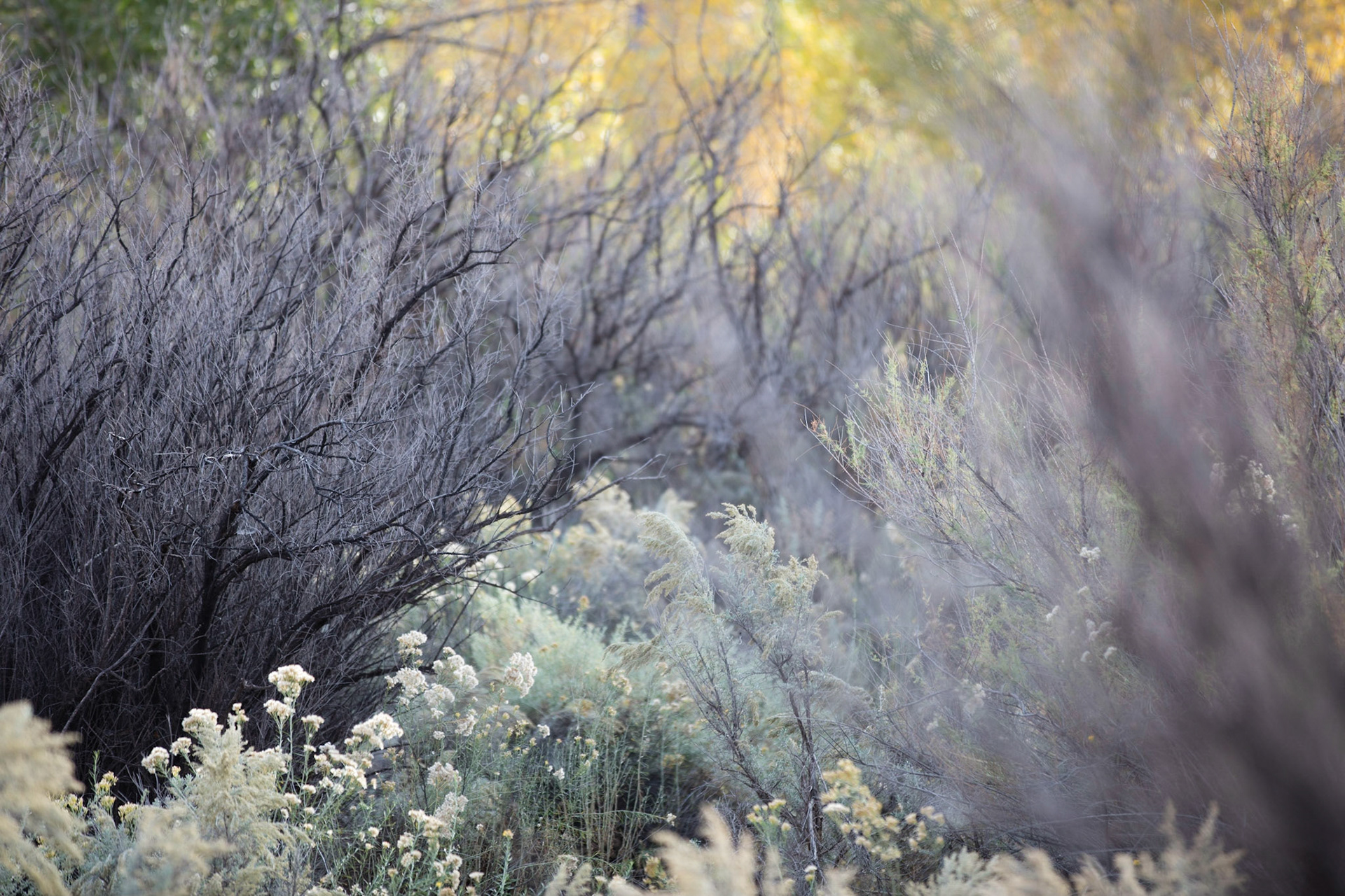Utah, Indian Creek