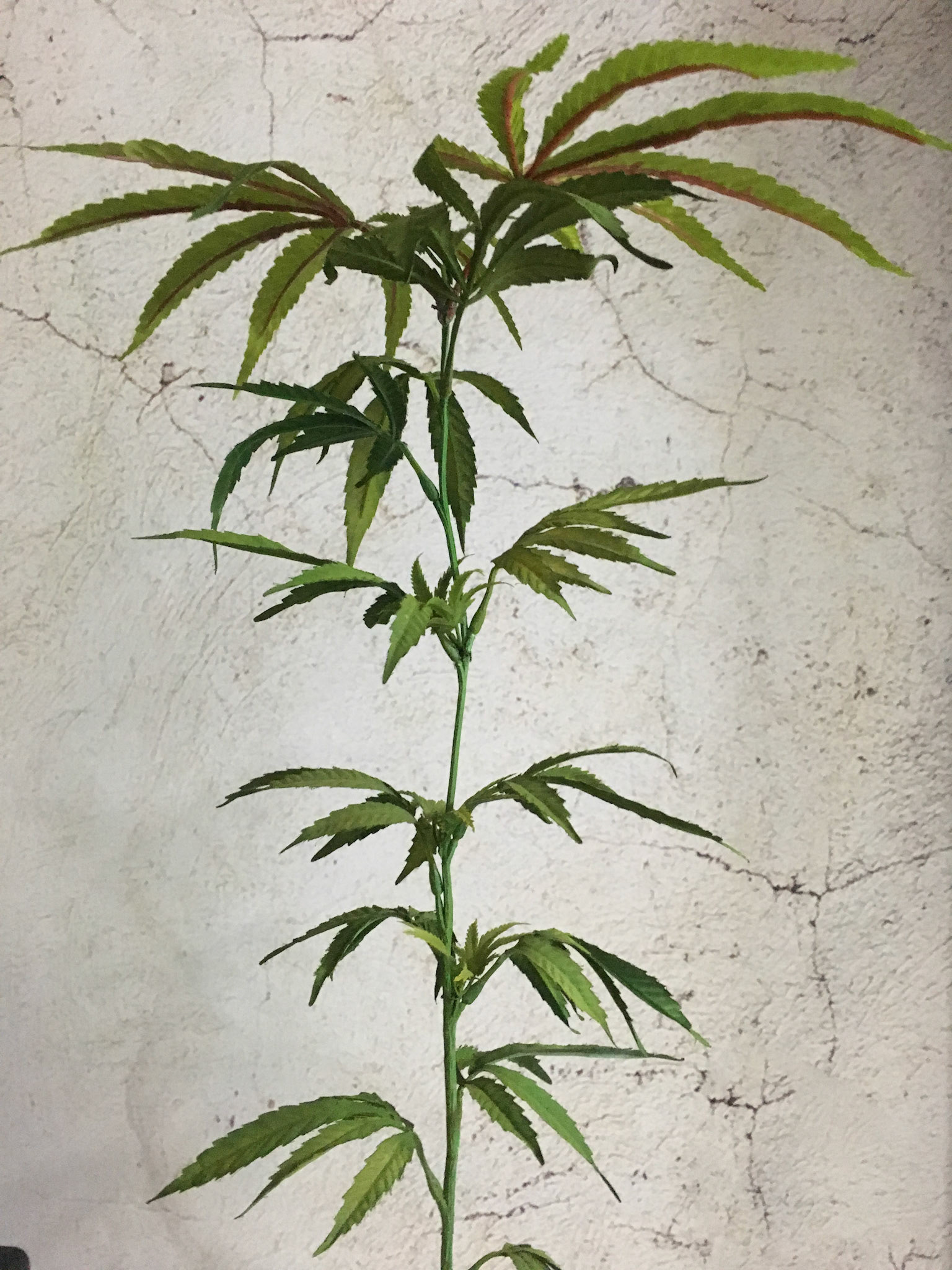 PRE-FLOWER LARGE