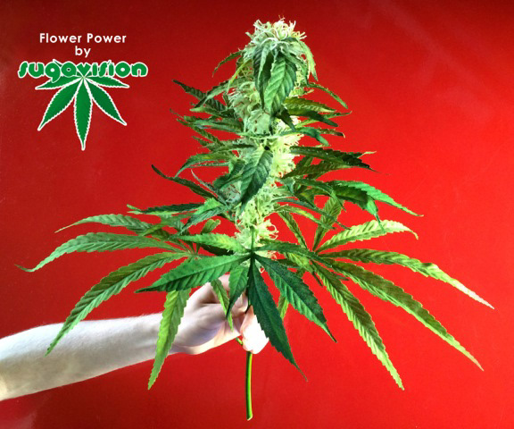 CUT HERO FLOWER