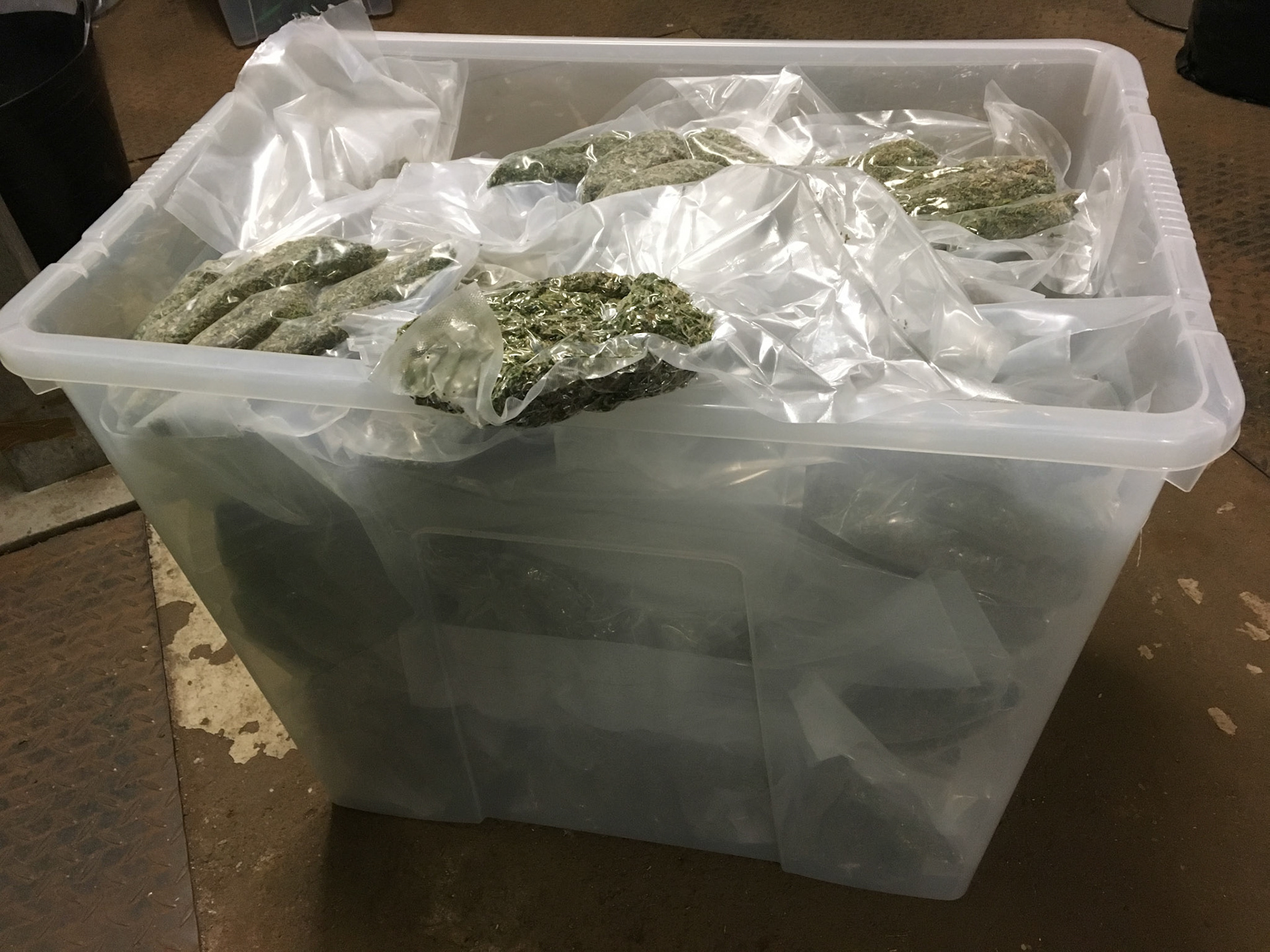 70x VACUUM PACKED BUDS in Crate: W72xD48xH60cm