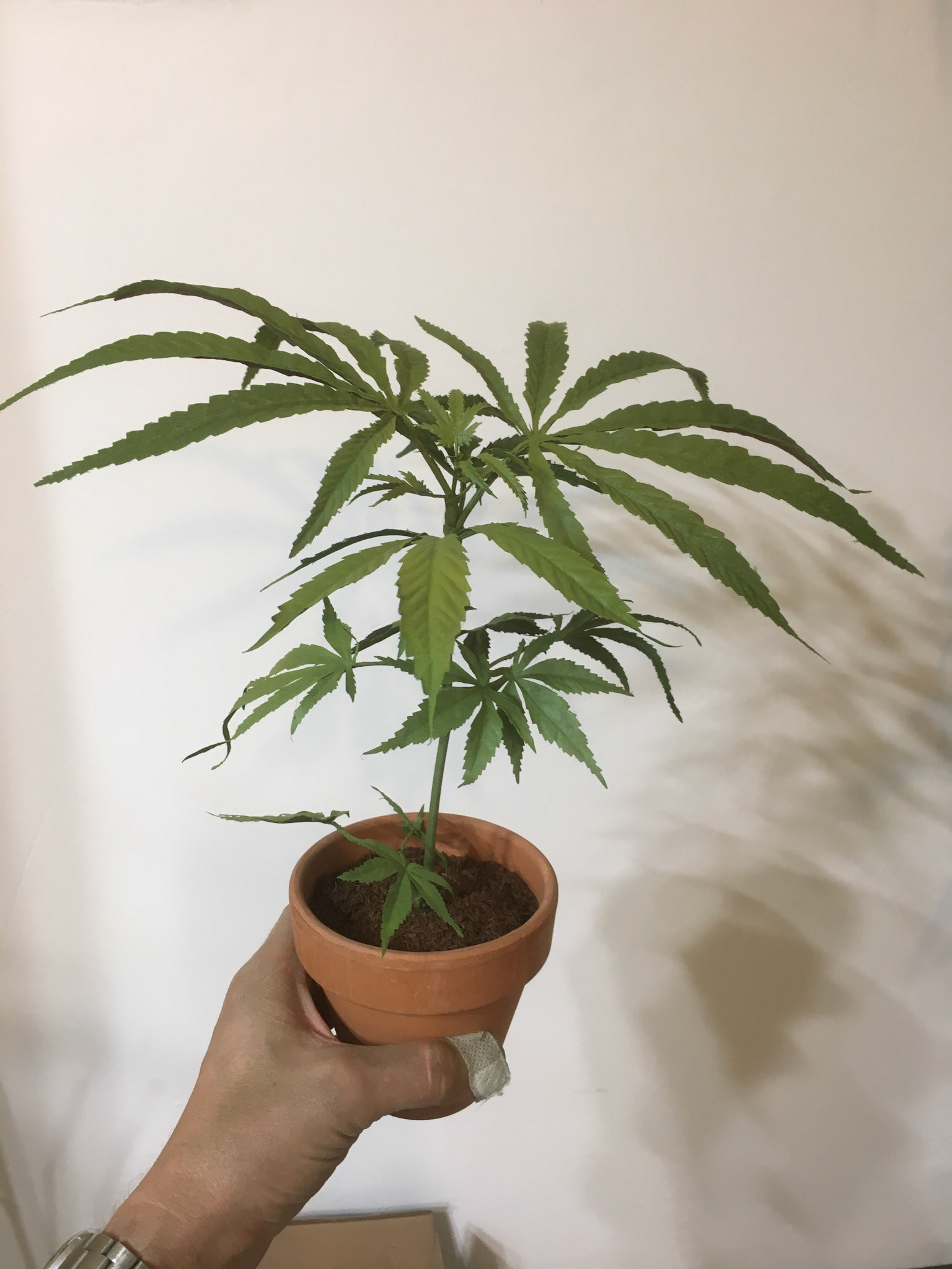 PRE-FLOWER SMALL