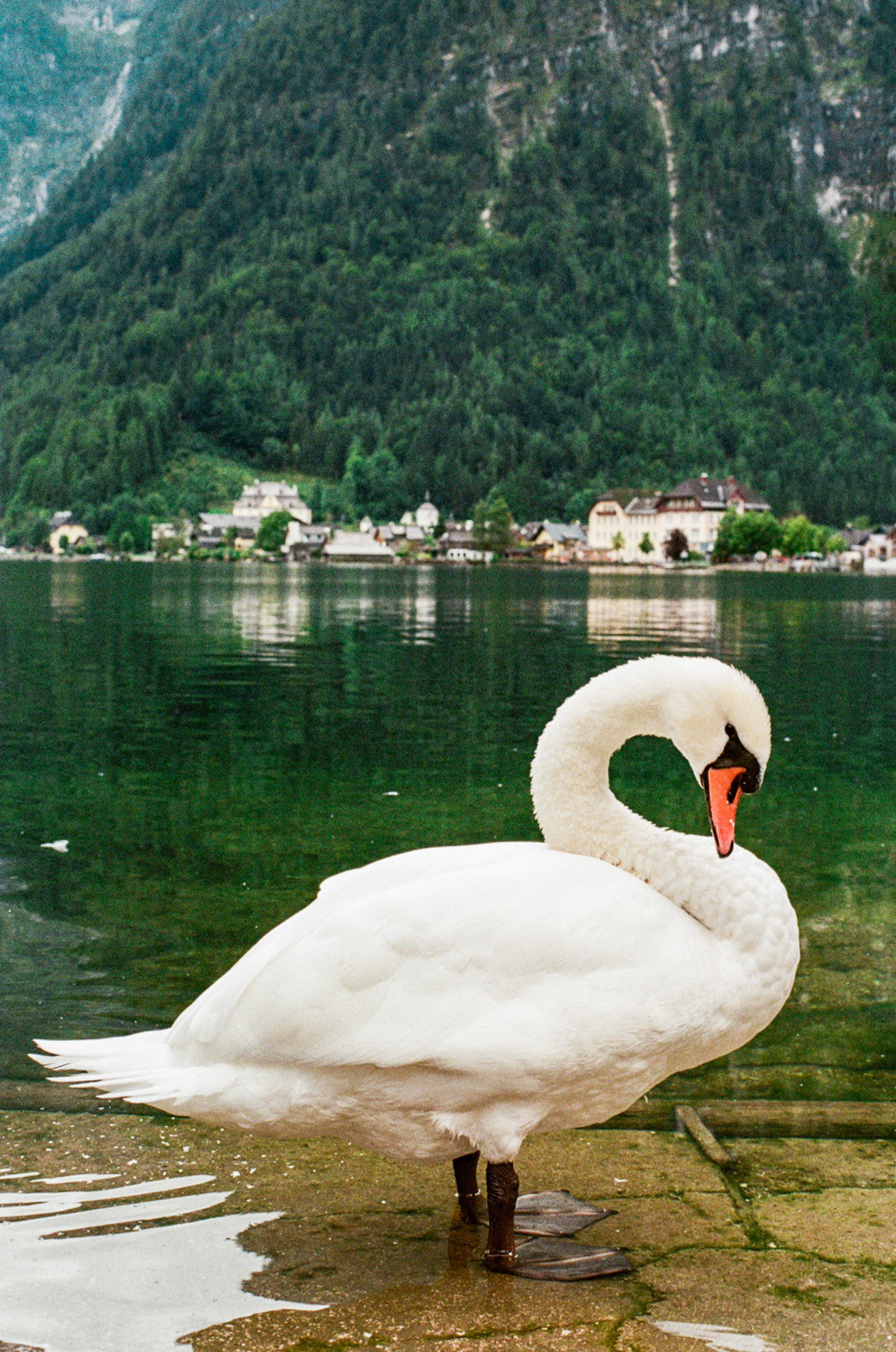 Swan by Lake Hallstatt