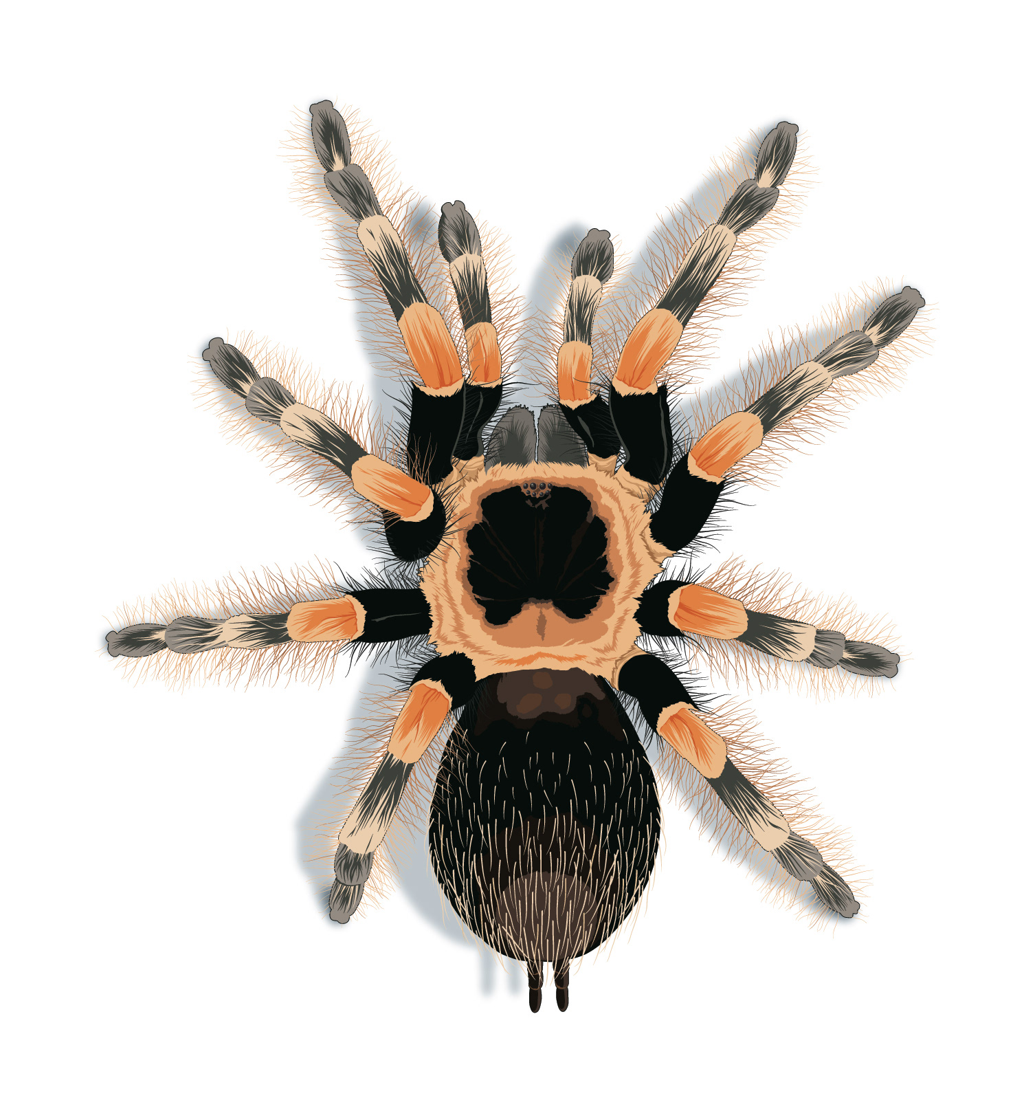 Хелицеры паукообразных. Оплодотворение паукообразных. Скелет паука птицееда. Строение птицееда. Строение птицееда.