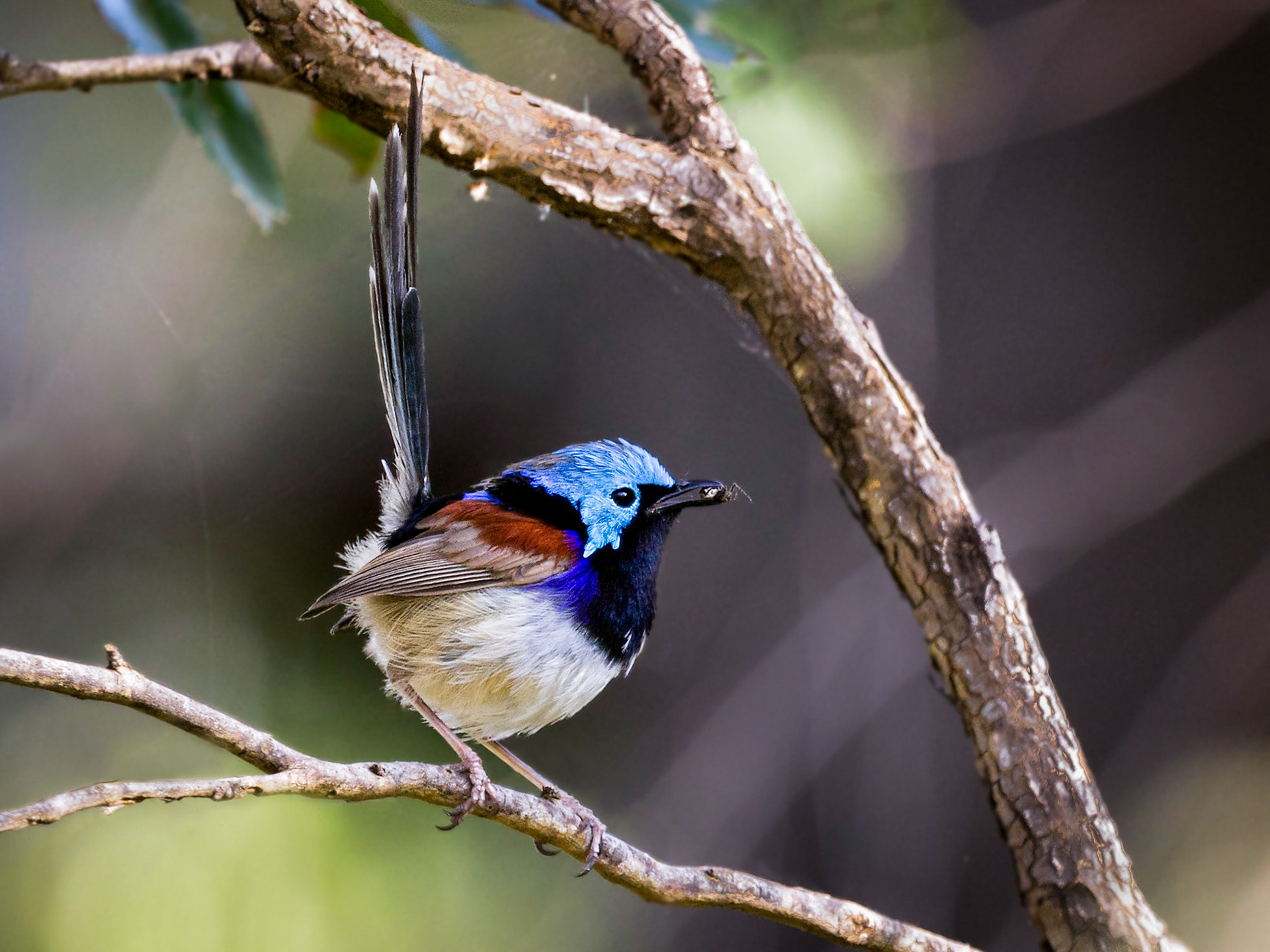Variegated Fairy-wren - Spicers Gap
