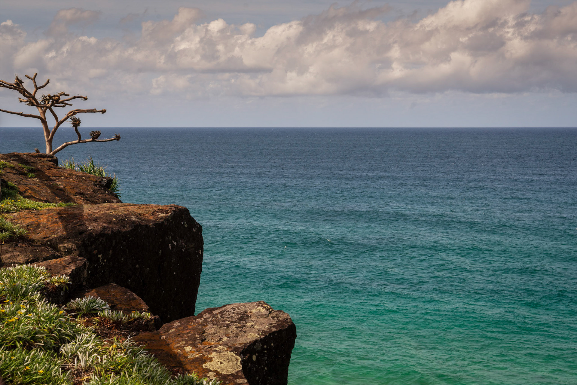Lone Tree - from Point Danger