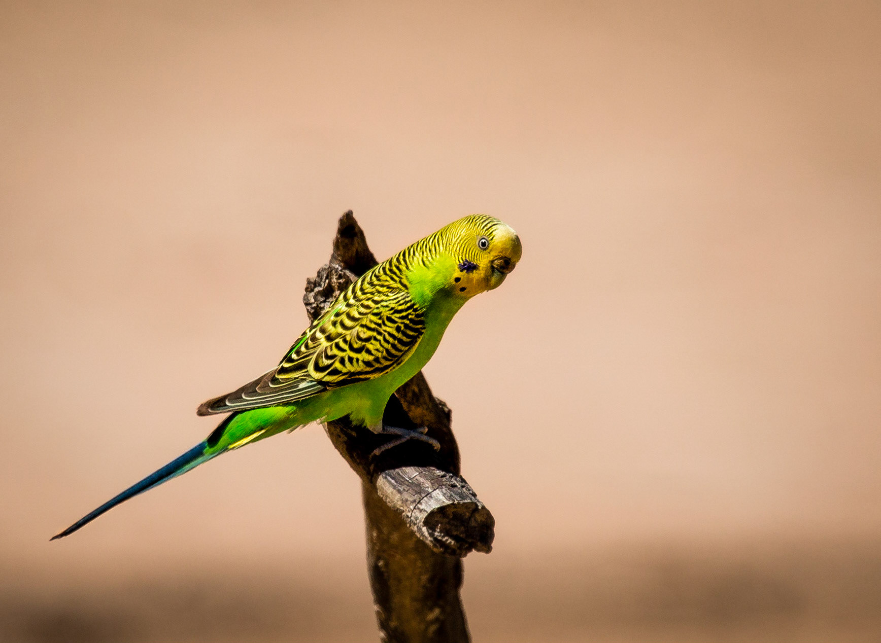 Budgerigar - Bowra Sanctuary