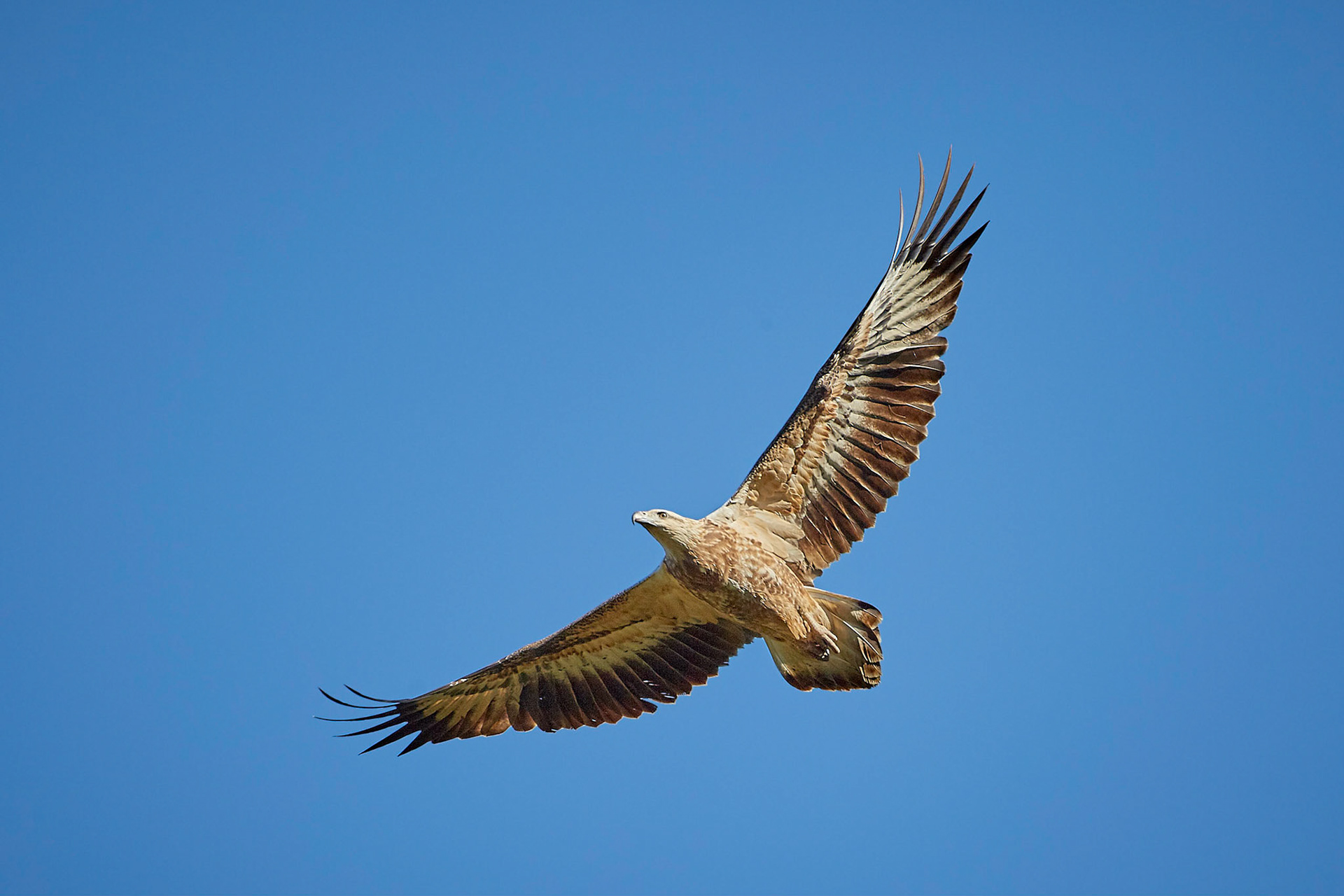 White-bellied Sea-Eagle (juvenile) - Old Beaudesert (Bird) Road Boonah
