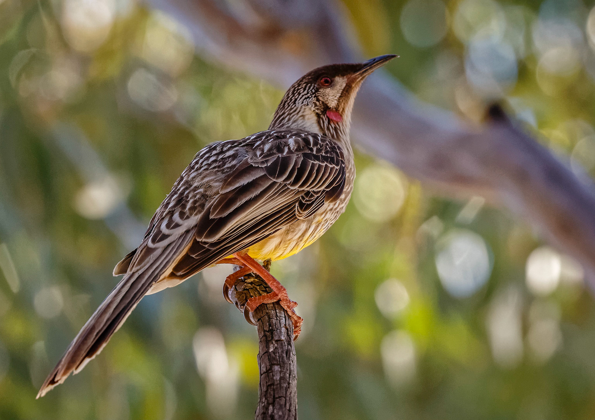 Red Wattlebird - Girraween NP