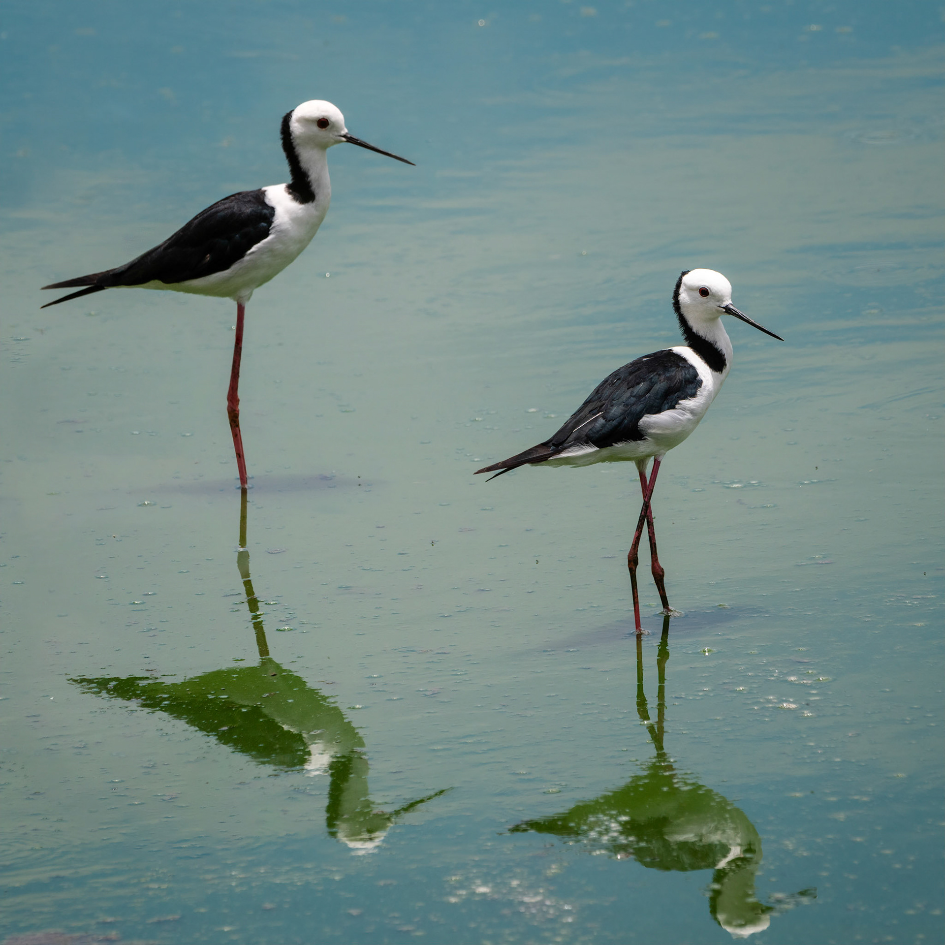 Black-winged Stilts - Lake Galletly Gatton