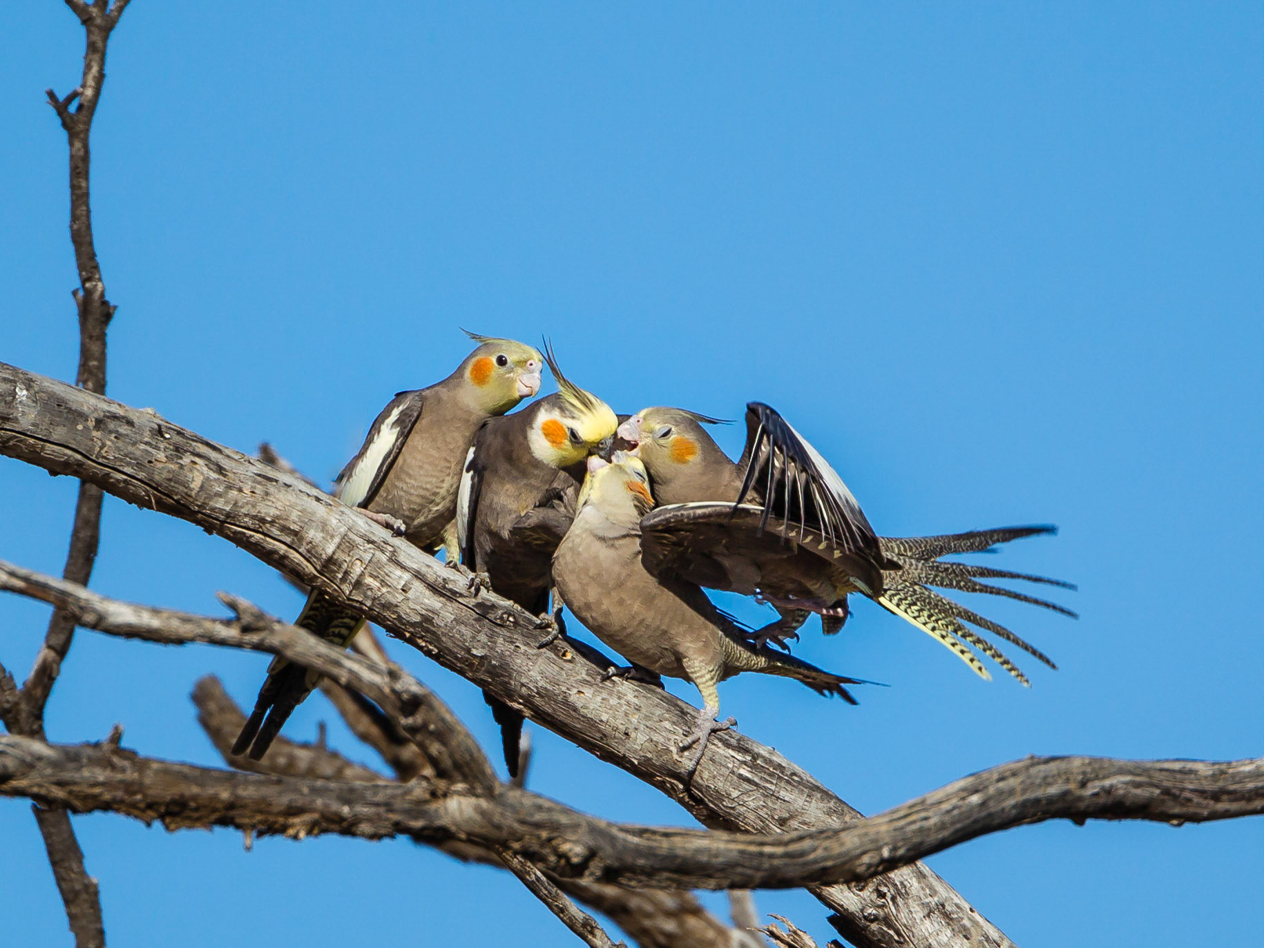 Cockatiels - Bowra Sanctuary