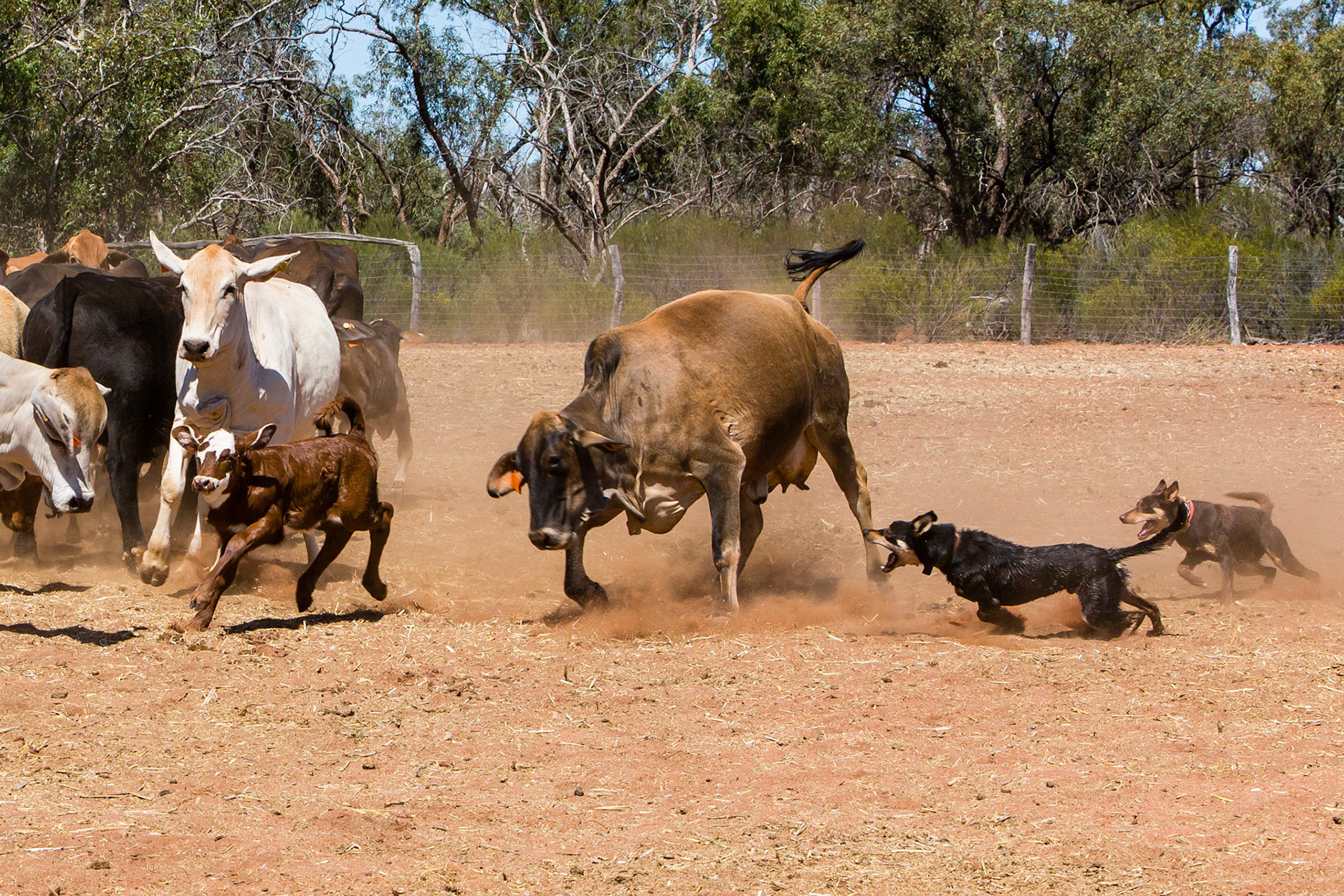 Dogs at work - Kilcowera Station Thargomindah