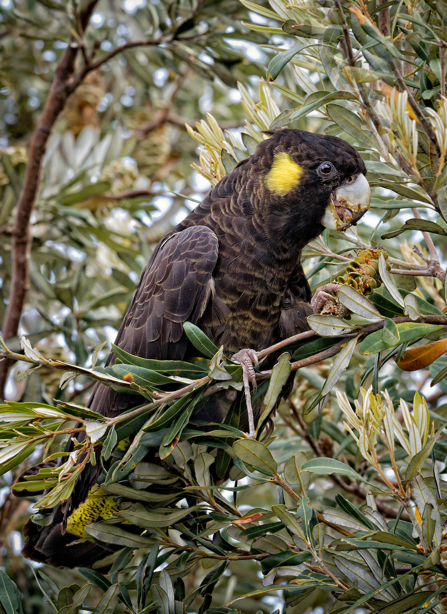 Yellow-tailed Black Cockatoo - Yamba