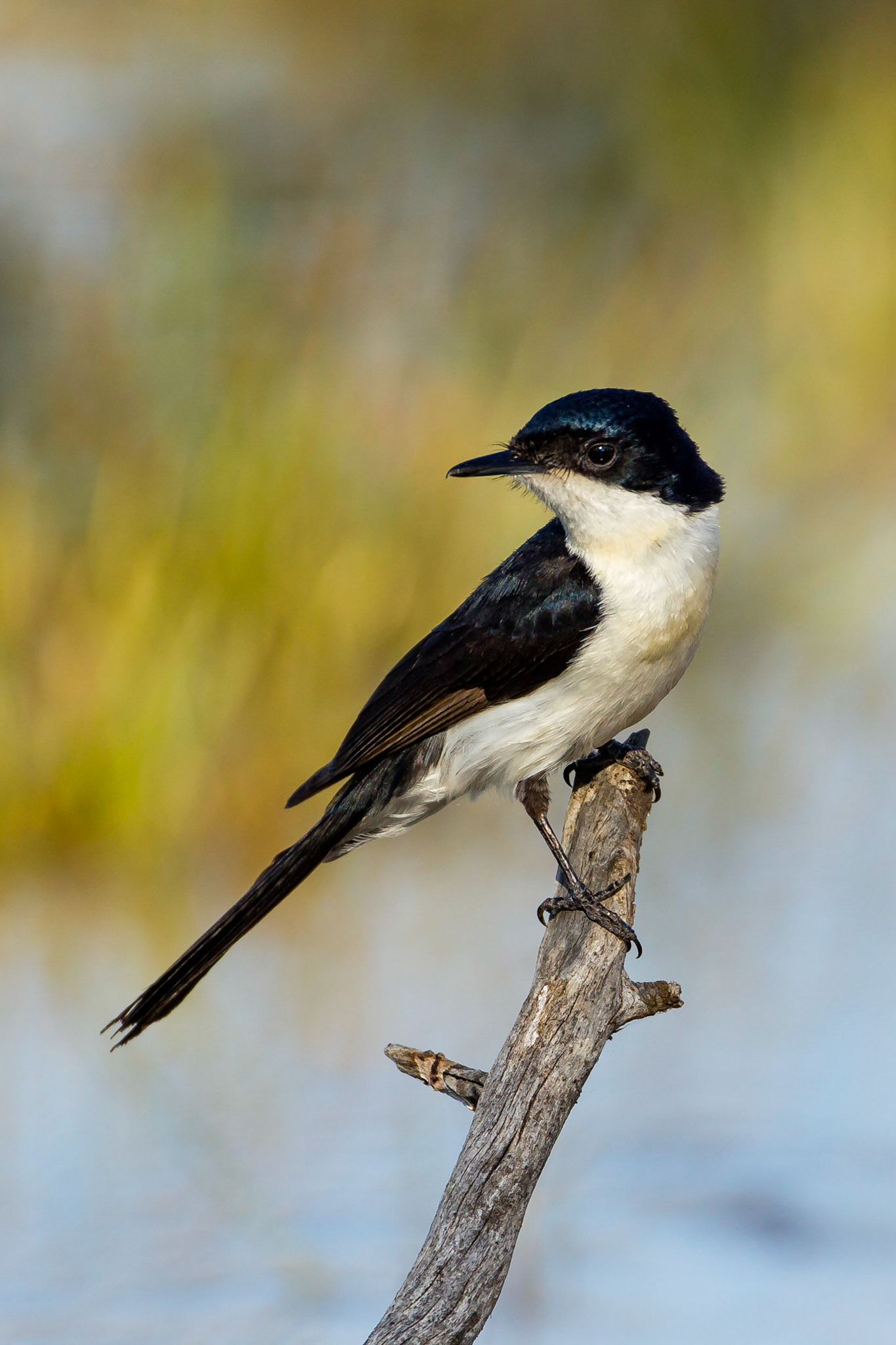 Restless Flycatcher - Bowra Sanctuary