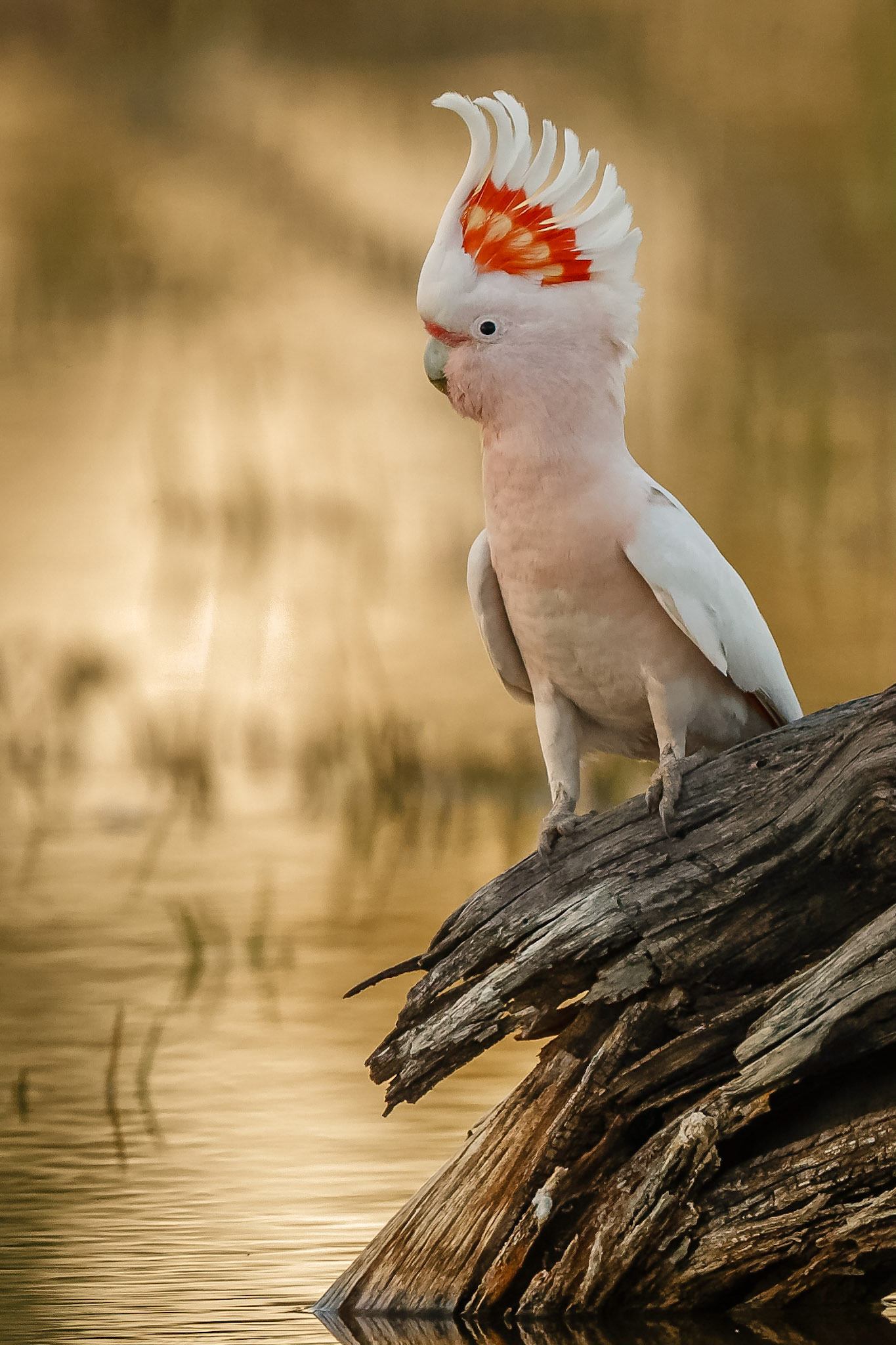 Major Mitchell's Cockatoo - Bowra Sanctuary