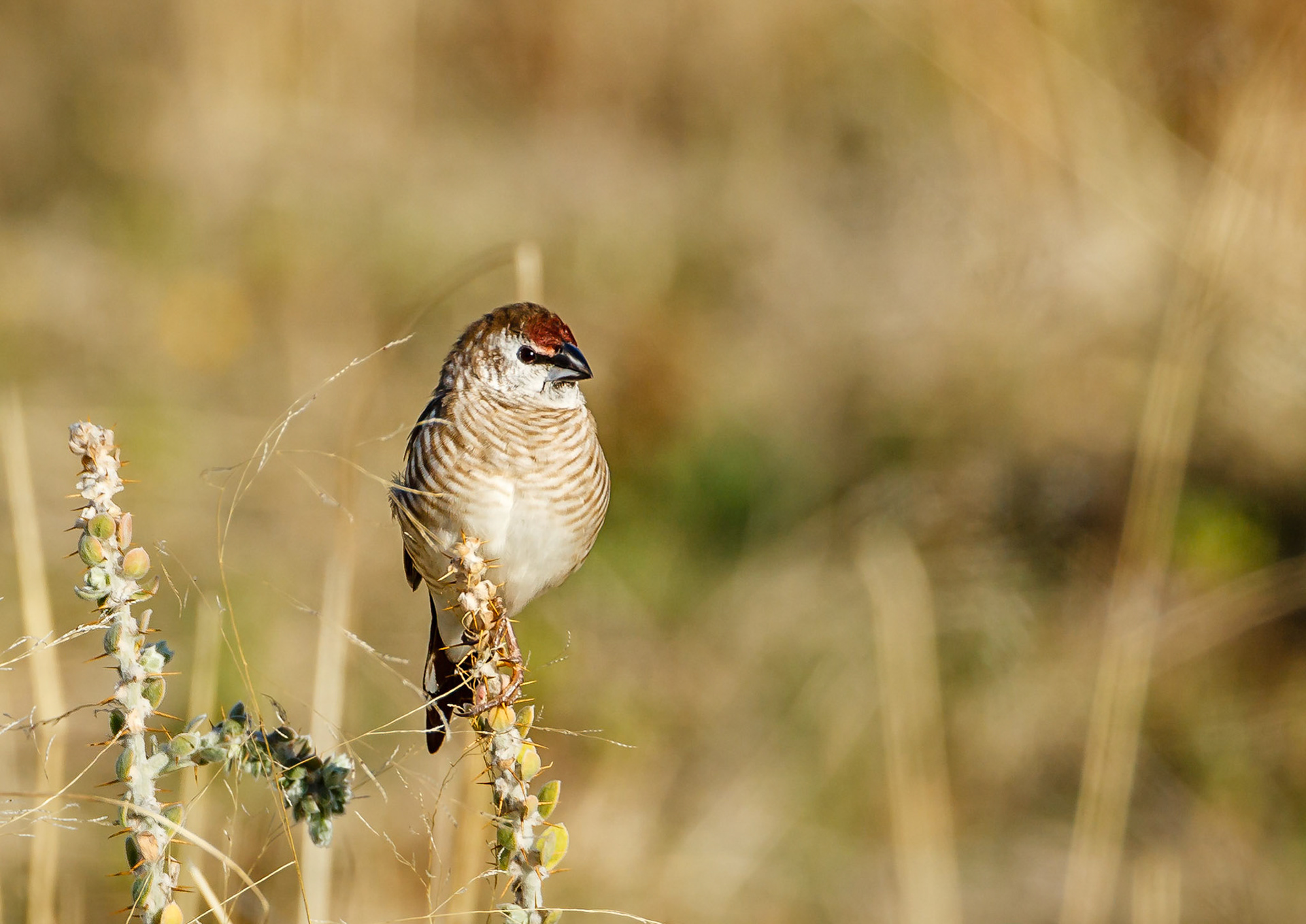 Plum-headed Finch - Bowra Sanctuary