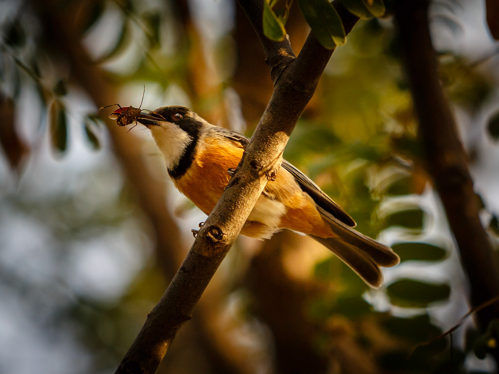 Rufous Whistler - St George