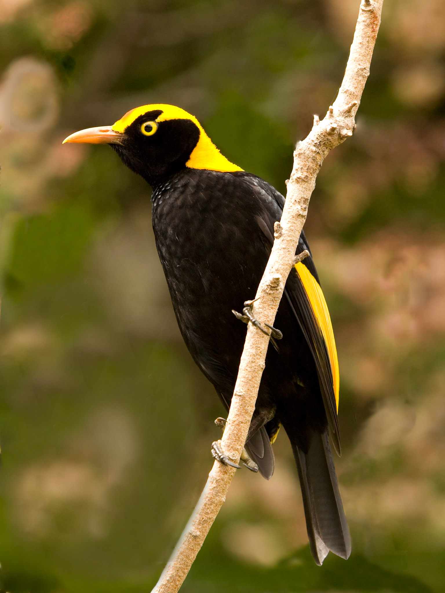 Regent Bowerbird - Lamington NP