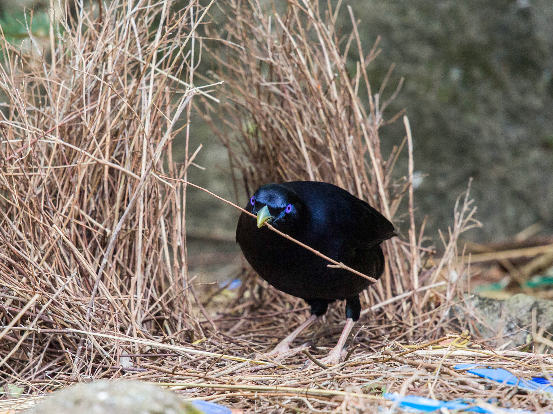 Satin Bowerbird - Lamington NP