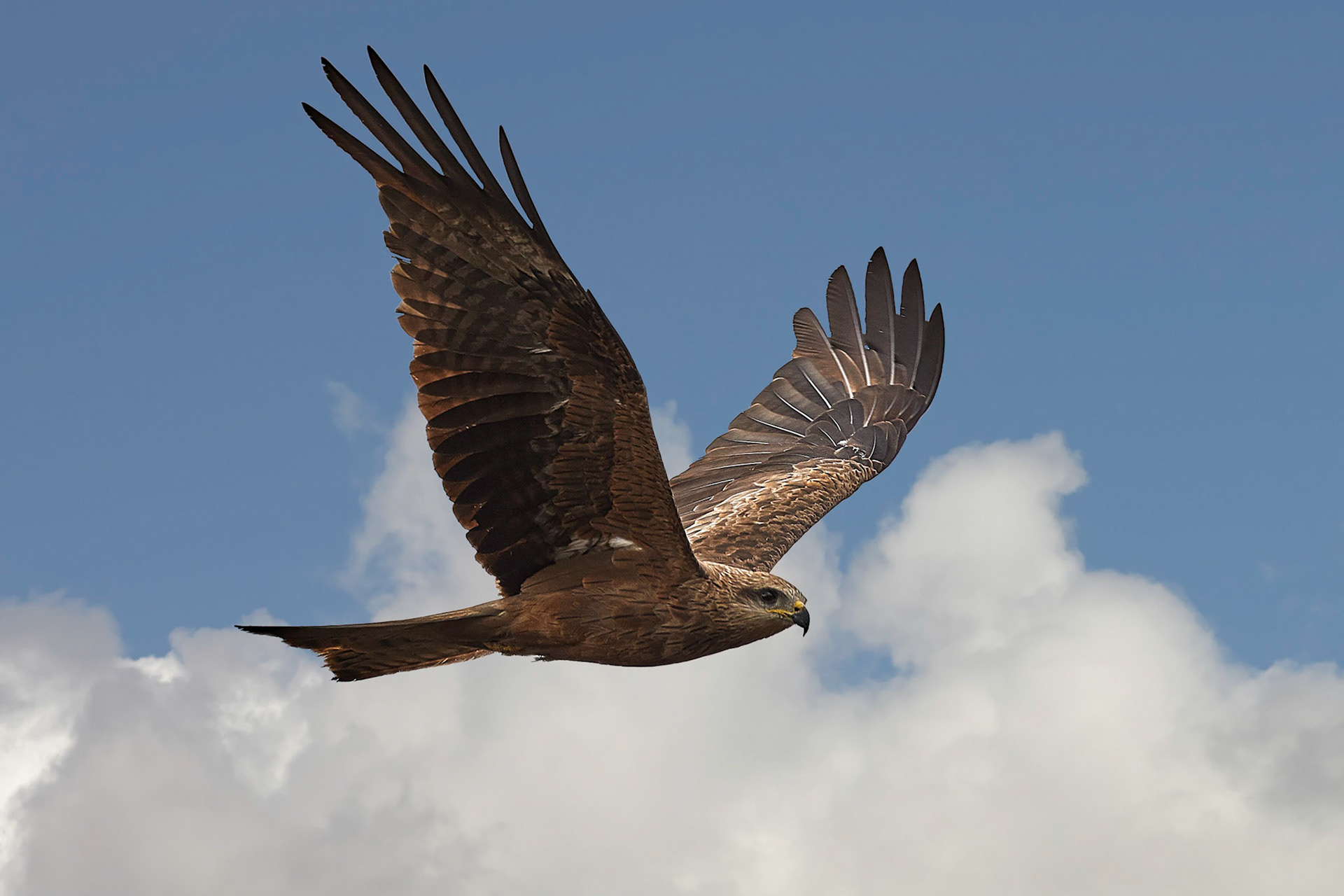 Black Kite - Coraki NSW